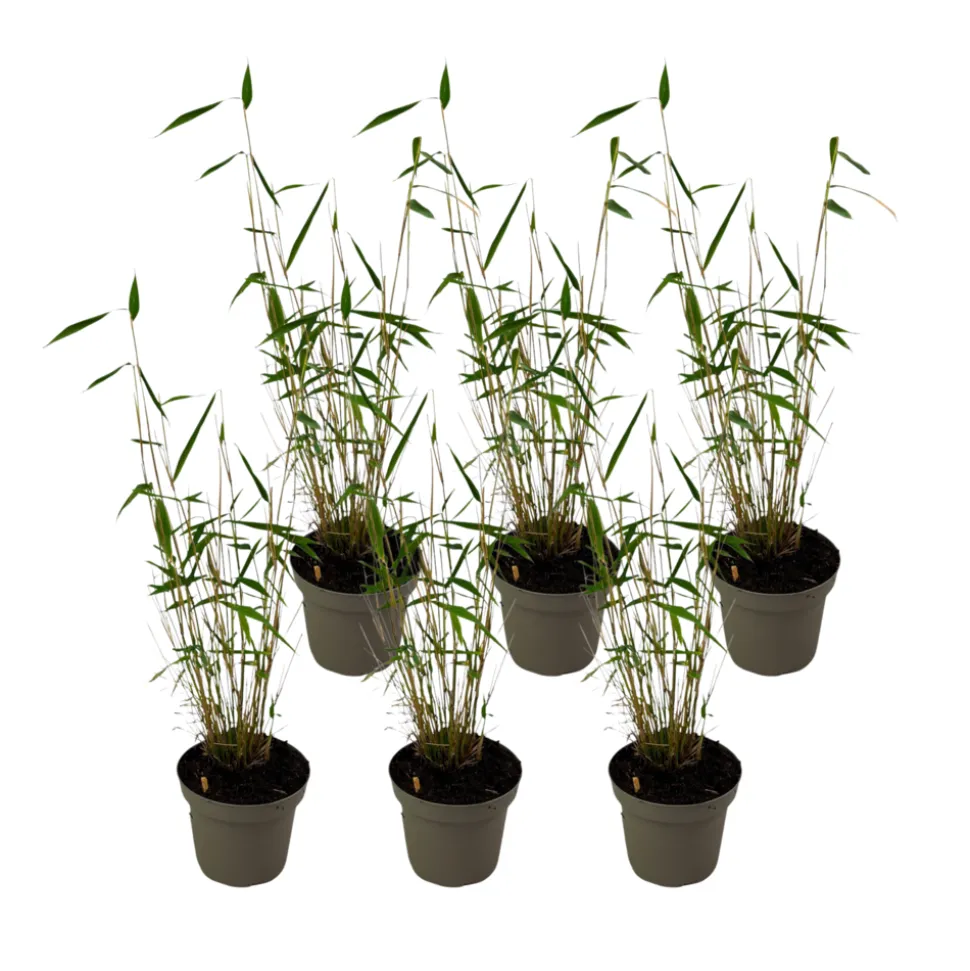 PLANT IN A BOX - Bambou non-traçant - set de 6 - fargesia 'blue dragon' - hauteur 30-40cm - ⌀13cm