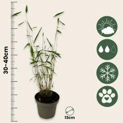 PLANT IN A BOX - Bambou non-traçant - set de 6 - fargesia 'blue dragon' - hauteur 30-40cm - ⌀13cm