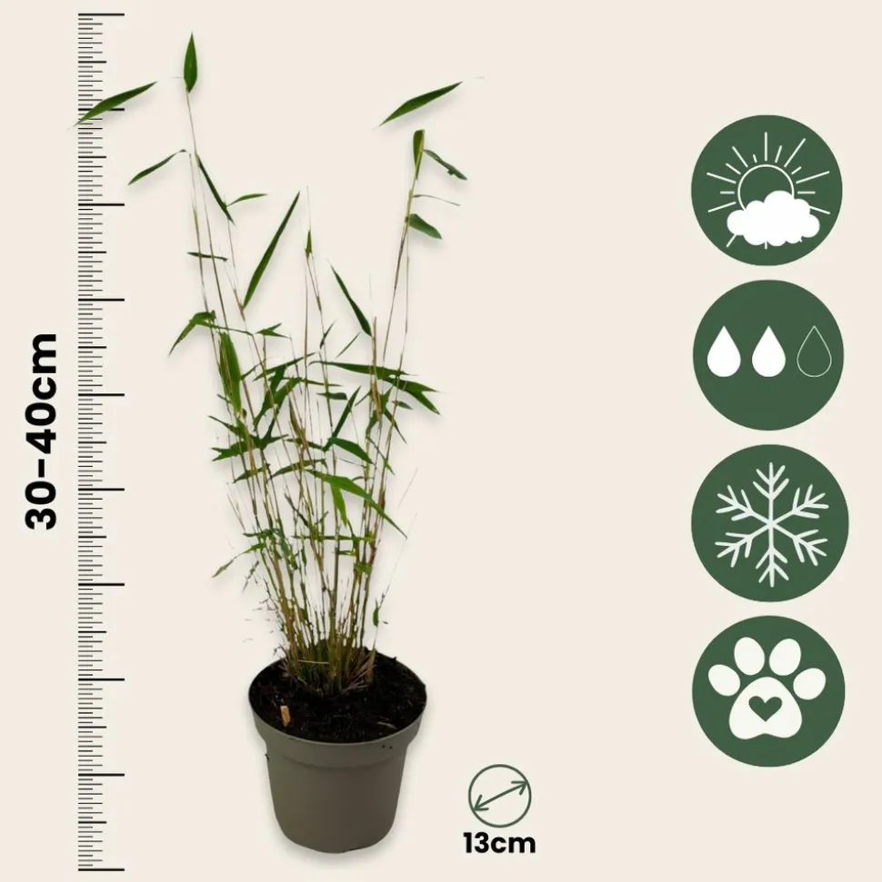 PLANT IN A BOX - Bambou non-traçant - set de 6 - fargesia 'blue dragon' - hauteur 30-40cm - ⌀13cm