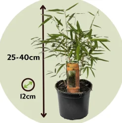 PLANT IN A BOX - Bambou non-traçant - set de 6 - fargesia 'asian wonder' - h25-40cm - ⌀13cm