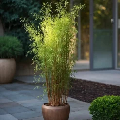 PLANT IN A BOX - Bambou non-traçant - set de 6 - fargesia nitida 'red dragon' - h60-80cm - ⌀17cm