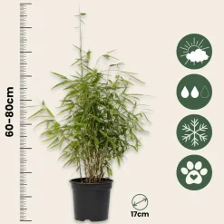 PLANT IN A BOX - Bambou non-traçant - set de 6 - fargesia nitida 'red dragon' - h60-80cm - ⌀17cm