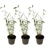 PLANT IN A BOX - Bambou non-traçant - set de 3 - fargesia 'blue dragon' - hauteur 30-40cm - ⌀13cm
