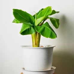 PLANT IN A BOX - Bananier du japon - set de 6 - musa basjoo - hauteur 25-40cm - ⌀9cm