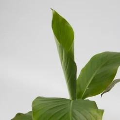 PLANT IN A BOX - Bananier du japon - set de 6 - musa basjoo - hauteur 25-40cm - ⌀9cm