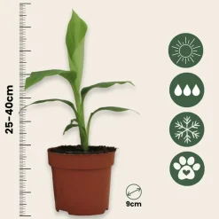 PLANT IN A BOX - Bananier du japon - set de 6 - musa basjoo - hauteur 25-40cm - ⌀9cm