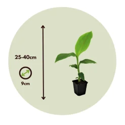 PLANT IN A BOX - Bananier du japon - set de 6 - musa basjoo - hauteur 25-40cm - ⌀9cm