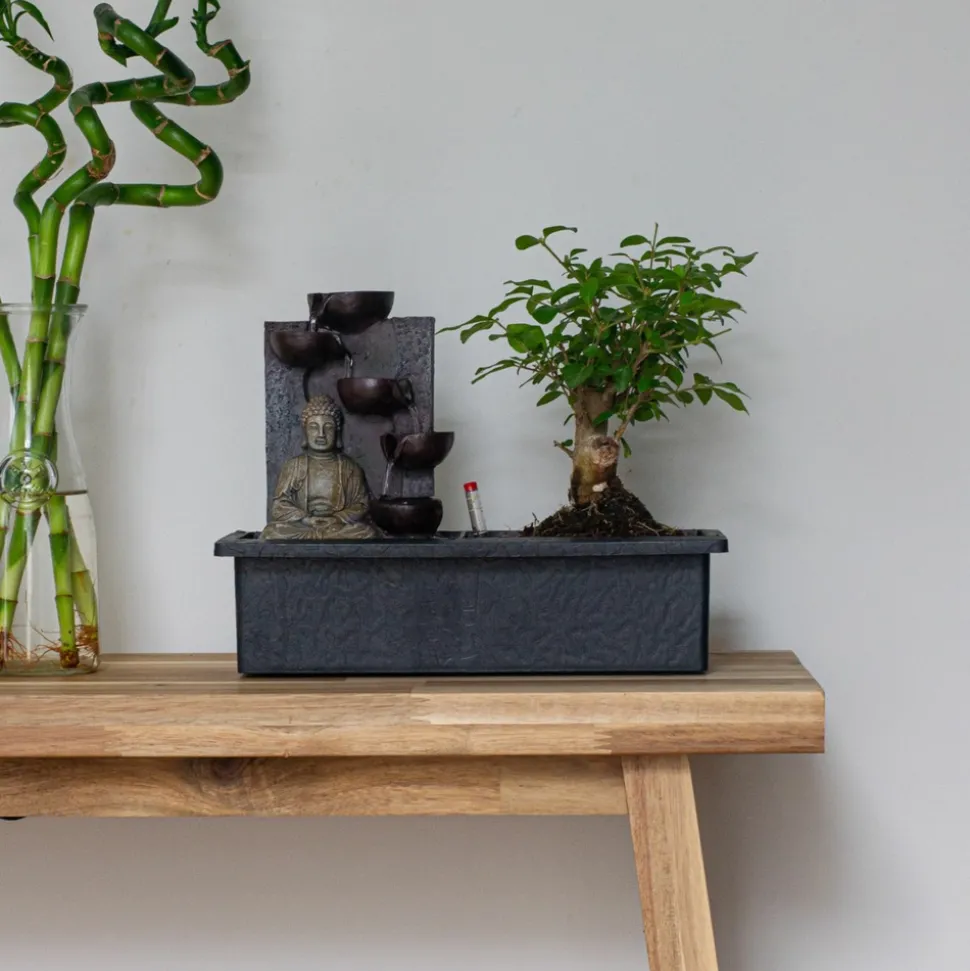 PLANT IN A BOX - Bonsaï - bonsai - hauteur 25-35cm - ⌀29cm