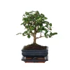 PLANT IN A BOX - Bonsaï - carmona microphylla - hauteur 25-30cm - ⌀15cm