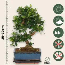 PLANT IN A BOX - Bonsaï - carmona microphylla - hauteur 25-30cm - ⌀20cm
