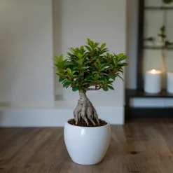 PLANT IN A BOX - Bonsaï - set de 2 - ficus microcarpa - hauteur 30-40cm - ⌀12cm