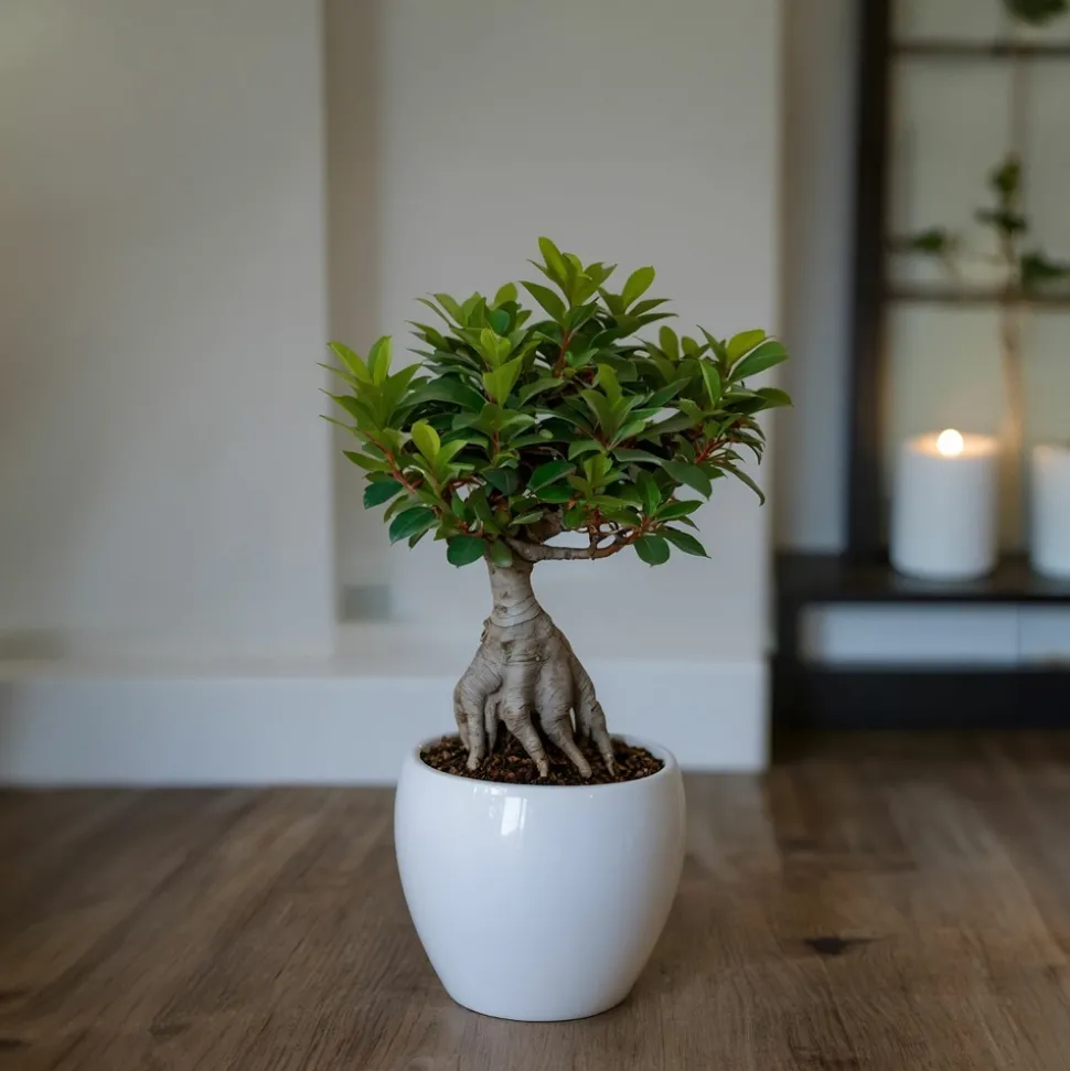 PLANT IN A BOX - Bonsaï - set de 2 - ficus microcarpa - hauteur 30-40cm - ⌀12cm