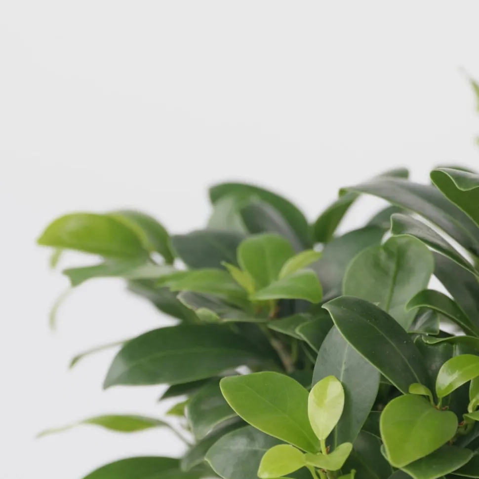 PLANT IN A BOX - Bonsaï - set de 2 - ficus microcarpa - hauteur 30-40cm - ⌀12cm