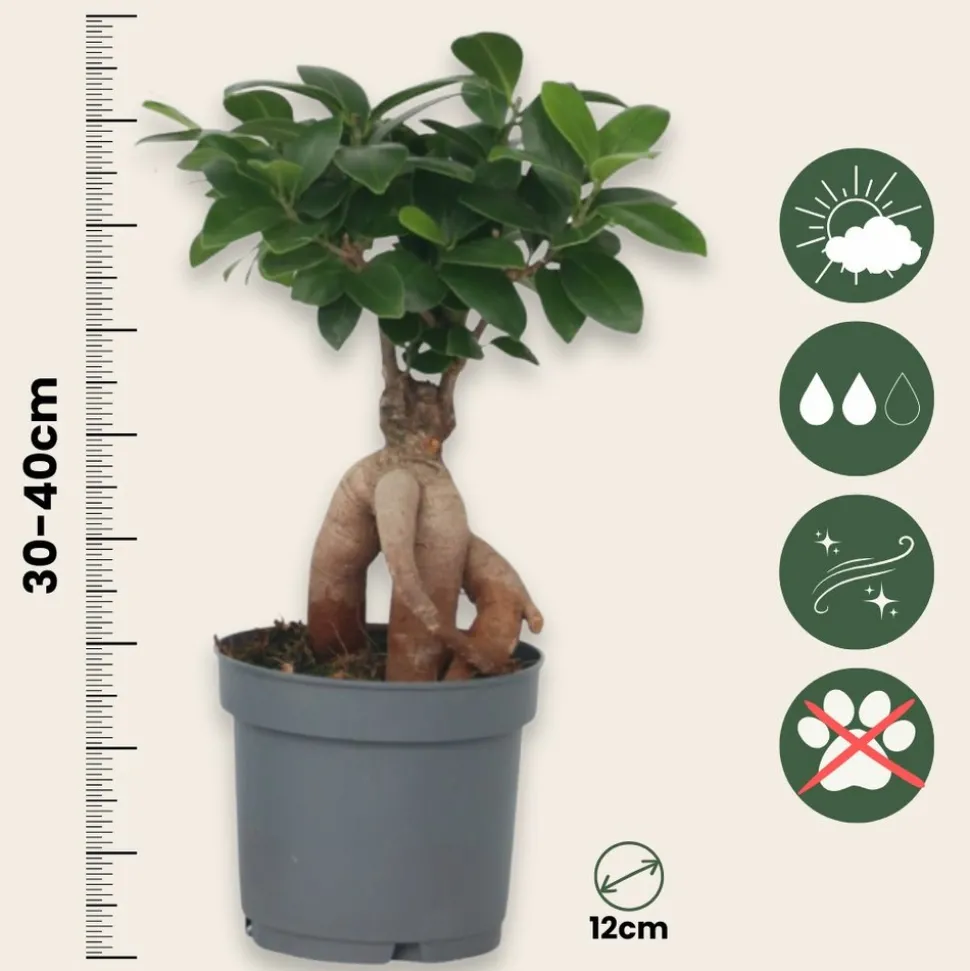 PLANT IN A BOX - Bonsaï - set de 2 - ficus microcarpa - hauteur 30-40cm - ⌀12cm