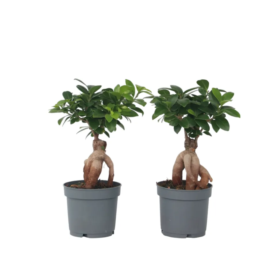 PLANT IN A BOX - Bonsaï - set de 4 - ficus microcarpa - hauteur 30-40cm - ⌀12cm