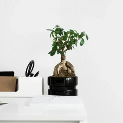 PLANT IN A BOX - Bonsaï - set de 4 - ficus microcarpa - hauteur 30-40cm - ⌀12cm