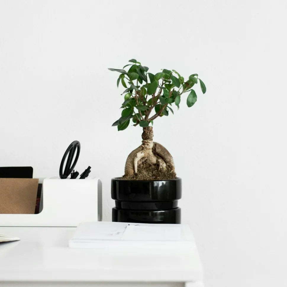 PLANT IN A BOX - Bonsaï - set de 4 - ficus microcarpa - hauteur 30-40cm - ⌀12cm
