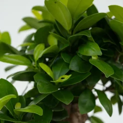 PLANT IN A BOX - Bonsaï - set de 4 - ficus microcarpa - hauteur 30-40cm - ⌀12cm