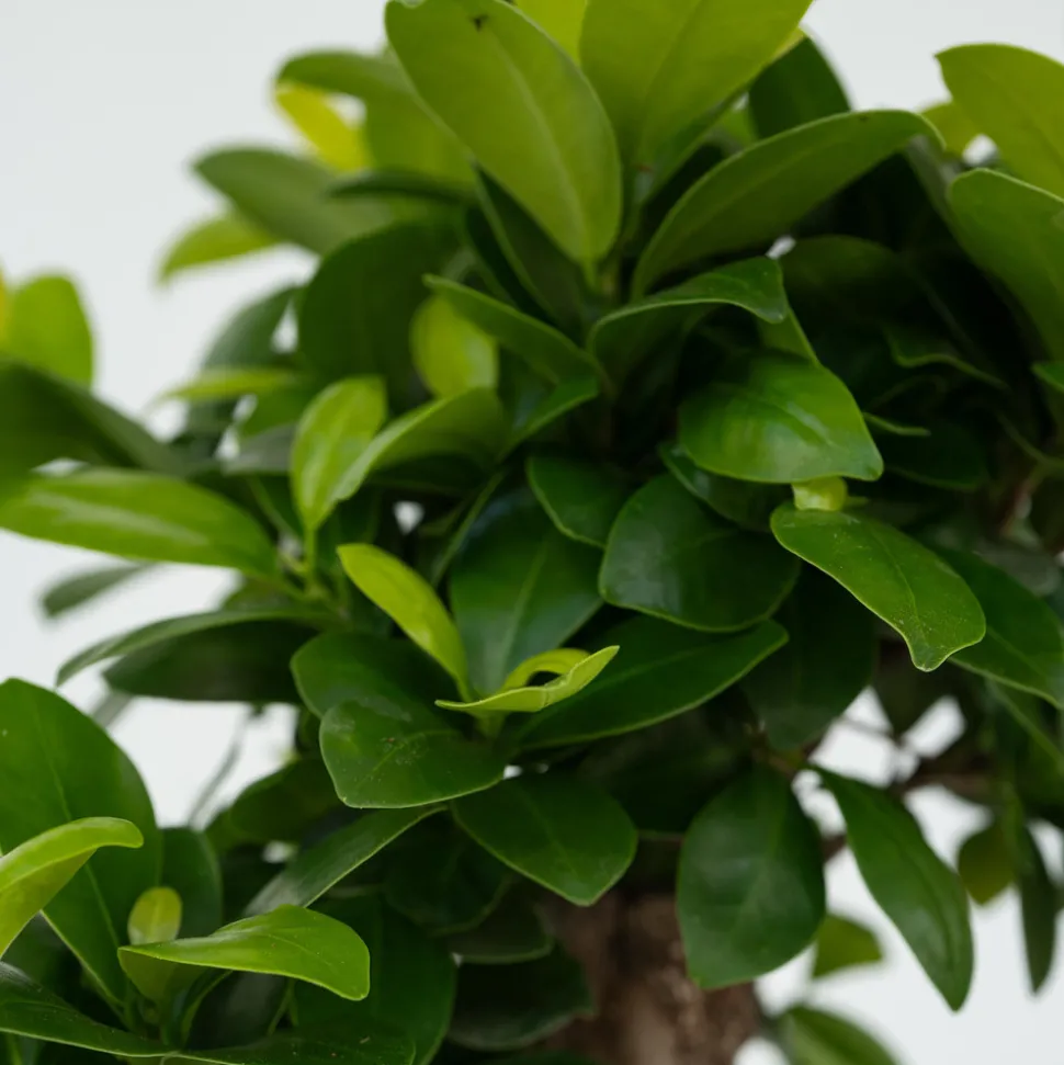 PLANT IN A BOX - Bonsaï - set de 4 - ficus microcarpa - hauteur 30-40cm - ⌀12cm