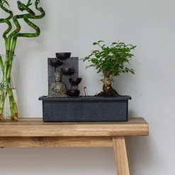 PLANT IN A BOX - Bonsaï - set de 2 - bonsai - hauteur 25-35cm - ⌀29cm