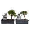 PLANT IN A BOX - Bonsaï - set de 2 - bonsai - hauteur 25-35cm - ⌀29cm