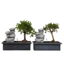 PLANT IN A BOX - Bonsaï - set de 2 - bonsai - hauteur 25-35cm - ⌀29cm