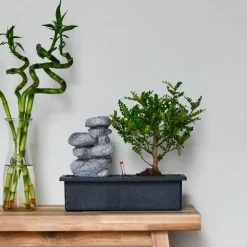PLANT IN A BOX - Bonsaï - set de 2 - bonsai - hauteur 25-35cm - ⌀29cm