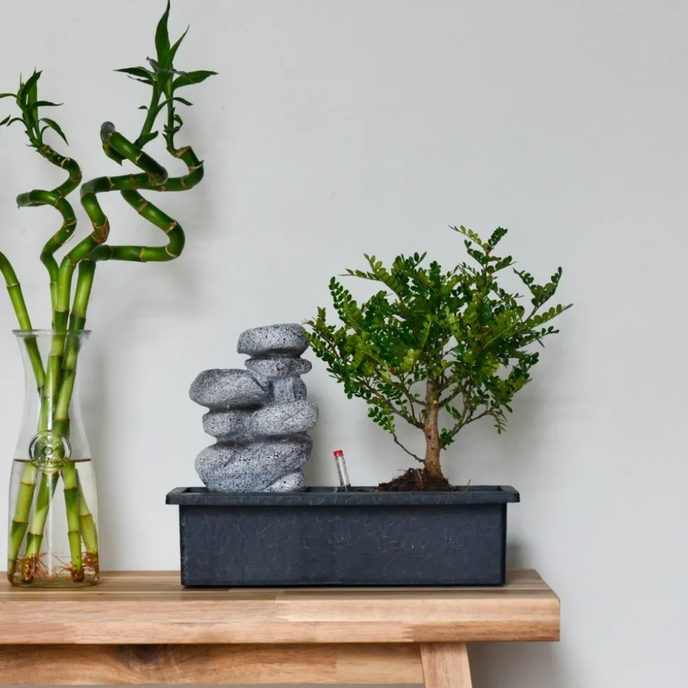PLANT IN A BOX - Bonsaï - set de 2 - bonsai - hauteur 25-35cm - ⌀29cm