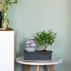 PLANT IN A BOX - Bonsaï - set de 2 - bonsai - hauteur 25-35cm - ⌀29cm