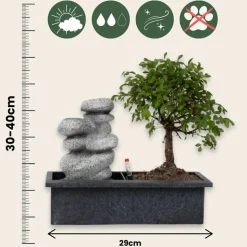 PLANT IN A BOX - Bonsaï - set de 2 - bonsai - hauteur 25-35cm - ⌀29cm