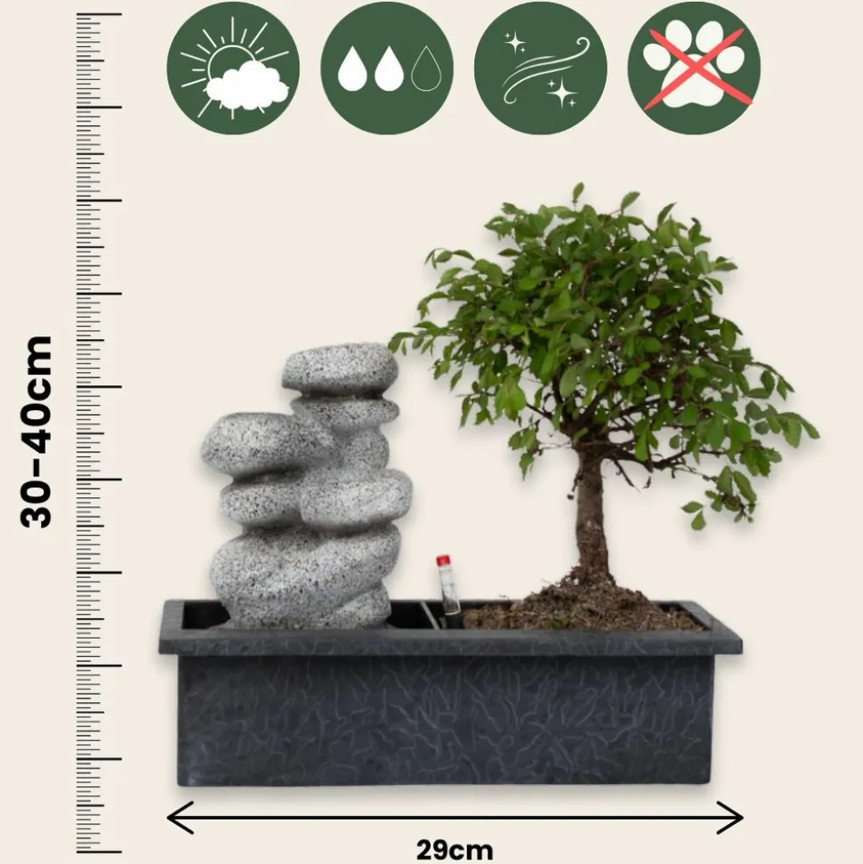 PLANT IN A BOX - Bonsaï - set de 2 - bonsai - hauteur 25-35cm - ⌀29cm