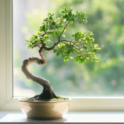 PLANT IN A BOX - Bonsaï - zelkova serrata - hauteur 20-25cm - ⌀15cm