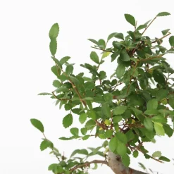 PLANT IN A BOX - Bonsaï - zelkova serrata - hauteur 20-25cm - ⌀15cm