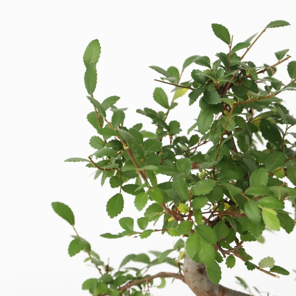 PLANT IN A BOX - Bonsaï - zelkova serrata - hauteur 20-30cm - ⌀20cm