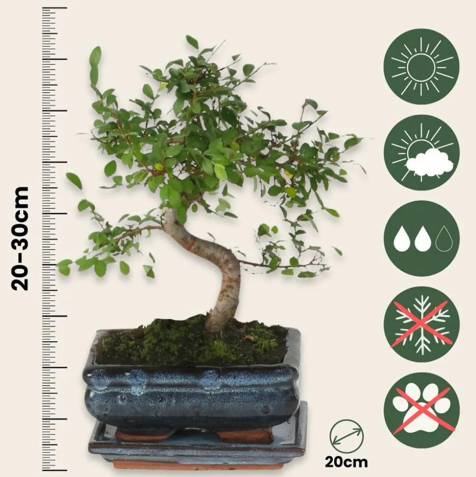 PLANT IN A BOX - Bonsaï - zelkova serrata - hauteur 20-30cm - ⌀20cm