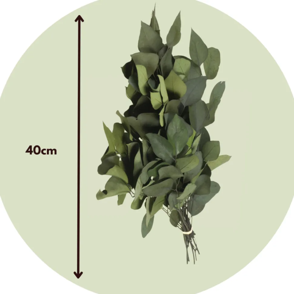 PLANT IN A BOX - Bouquet de fleurs sèches - eucalyptus stuartiana