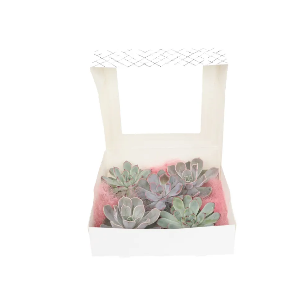 PLANT IN A BOX - Bricolage décorative - set de 5 - echeveria lilacina - hauteur 7cm