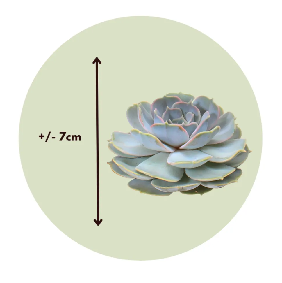 PLANT IN A BOX - Bricolage décorative - set de 5 - echeveria lilacina - hauteur 7cm