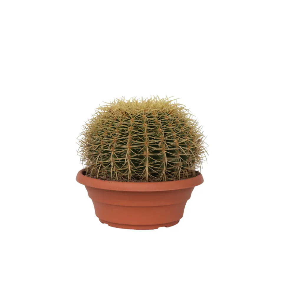 PLANT IN A BOX - Cactus de noël - echinocactus grusonii - hauteur 25-35cm - ⌀25cm
