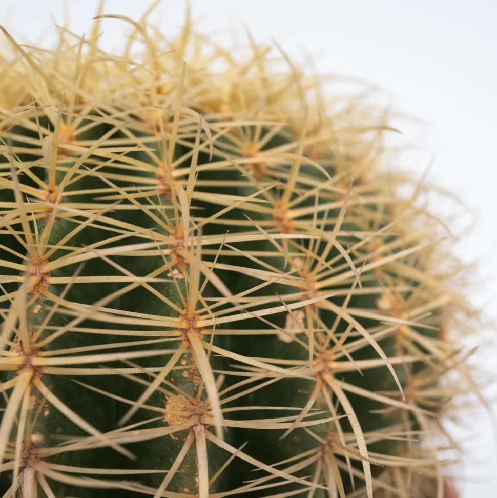 PLANT IN A BOX - Cactus de noël - echinocactus grusonii - hauteur 25-35cm - ⌀25cm