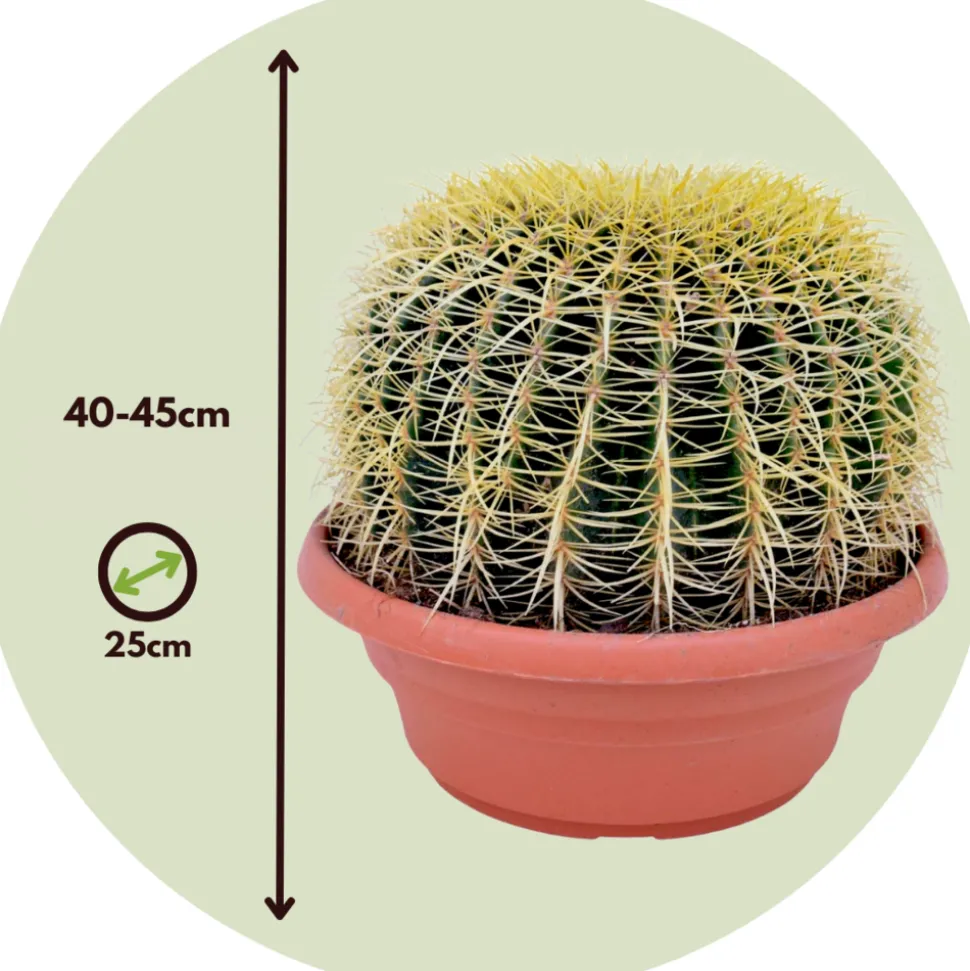 PLANT IN A BOX - Cactus de noël - echinocactus grusonii - hauteur 25-35cm - ⌀25cm