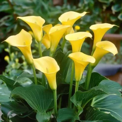 PLANT IN A BOX - Calla 'ruby' - arum - jaune - hauteur 30-40cm - ⌀12cm