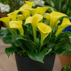 PLANT IN A BOX - Calla 'ruby' - arum - jaune - hauteur 30-40cm - ⌀12cm