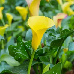 PLANT IN A BOX - Calla 'ruby' - arum - jaune - hauteur 30-40cm - ⌀12cm
