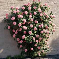 PLANT IN A BOX - Camélia - camellia japonica 'bonomiana' - hauteur 50-60cm - ⌀15cm