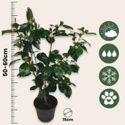 PLANT IN A BOX - Camélia - camellia japonica 'bonomiana' - hauteur 50-60cm - ⌀15cm