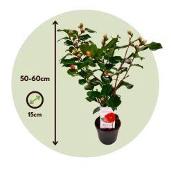 PLANT IN A BOX - Camélia - camellia japonica 'lady campbell' - hauteur 50-60cm - ⌀15cm
