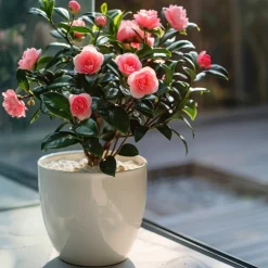 PLANT IN A BOX - Camélia - camellia japonica 'dr. King' - hauteur 50-60cm - ⌀15cm