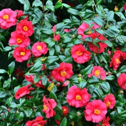 PLANT IN A BOX - Camélia - camellia japonica 'dr. King' - hauteur 50-60cm - ⌀15cm