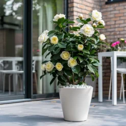 PLANT IN A BOX - Camélia - camellia japonica 'brush field' - hauteur 50-60cm - ⌀15cm